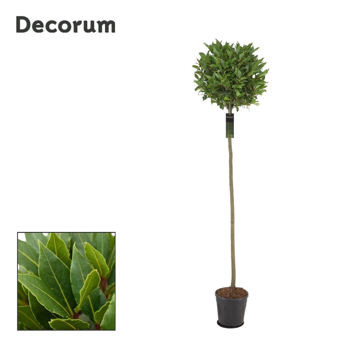 Laurus nobilis Bol op stam