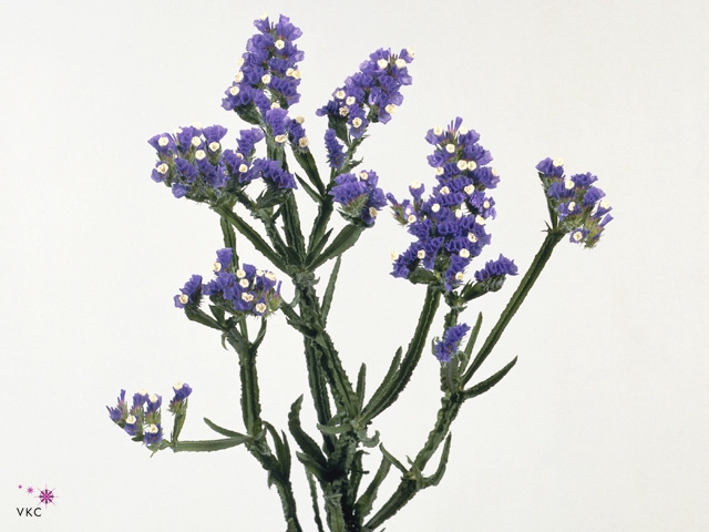 Limonium St Blue Birds