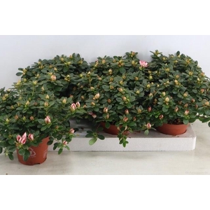 RHODO SI SACHSENSTER