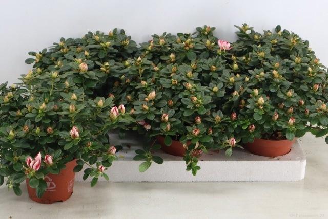 <h4>RHODO SI SACHSENSTER</h4>