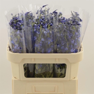 DELPH EN DELDON BLUE