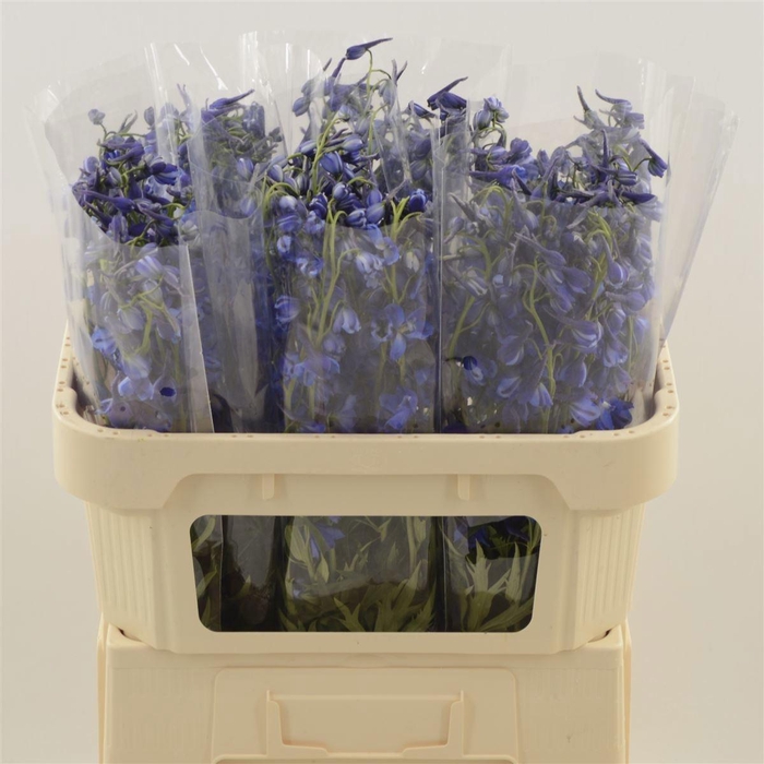 <h4>DELPH EN DELDON BLUE</h4>