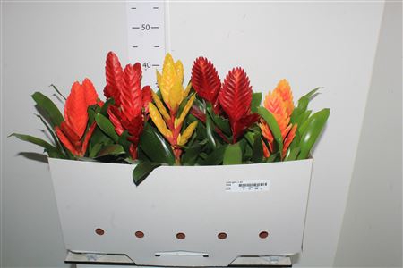 <h4>Vries Gem 5 Srt</h4>