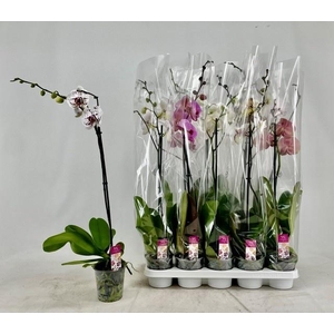 PHAL GEM
