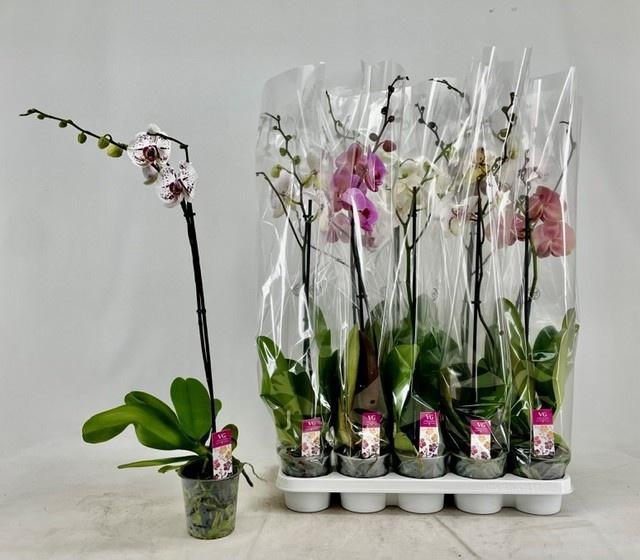 <h4>PHAL GEM</h4>