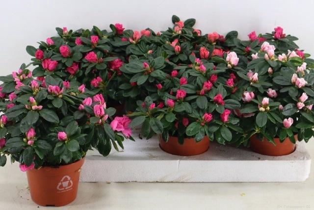 <h4>RHODO SI VOGEL GEM</h4>