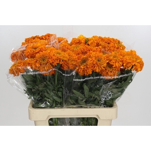 Tagetes Marigold Promise Orange