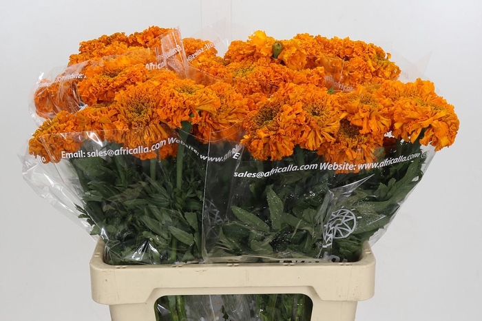 Tagetes Marigold Promise Orange