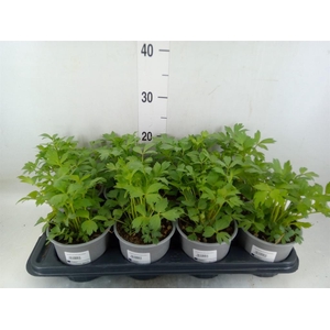 Levisticum officinale