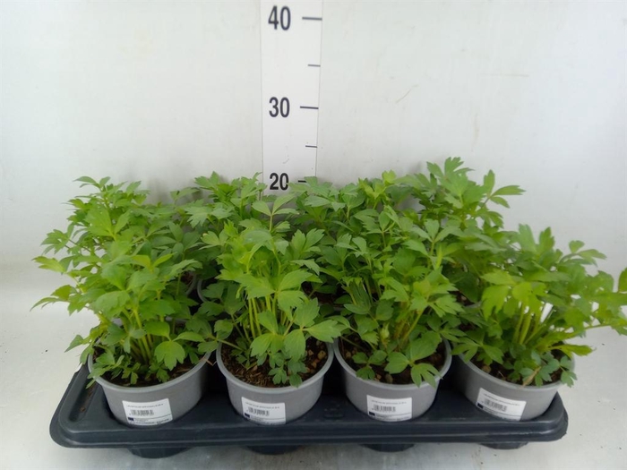 <h4>Levisticum officinale</h4>