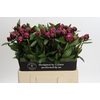 Paeonia Red Sarah