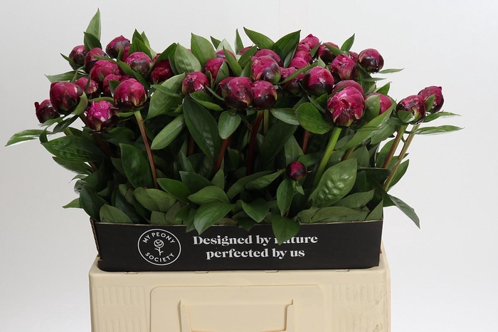 <h4>Paeonia Red Sarah</h4>