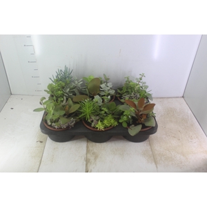 COQUETEL SUCULENTAS C18