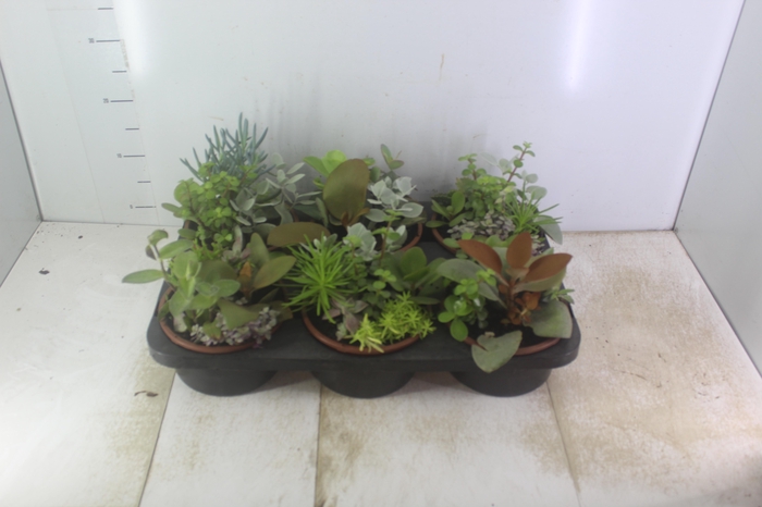 COQUETEL SUCULENTAS C18