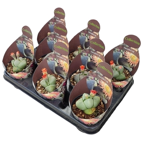 PLEIOSPILOS NELII - POT Ø 10,5 - COLLECTION WITH POTCOVER (SUCCULENTEN)