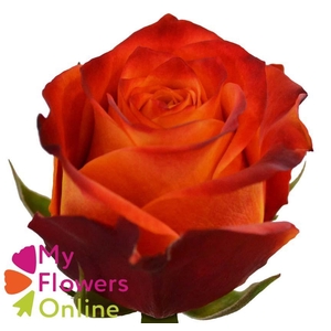 R Gr Atomic Orange 40cm EC