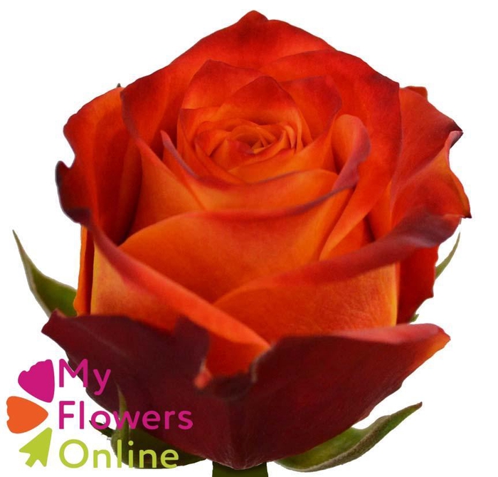 <h4>R Gr Atomic Orange 40cm EC</h4>