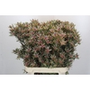 Leucadendron Ayoba Star Pearl
