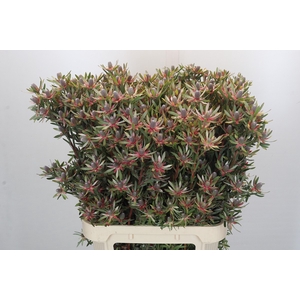 Leucadendron Ayoba Star Pearl