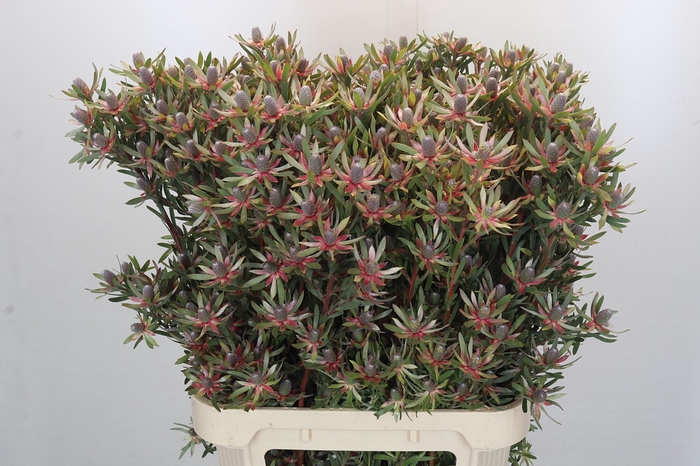 <h4>Leucadendron Ayoba Star Pearl</h4>