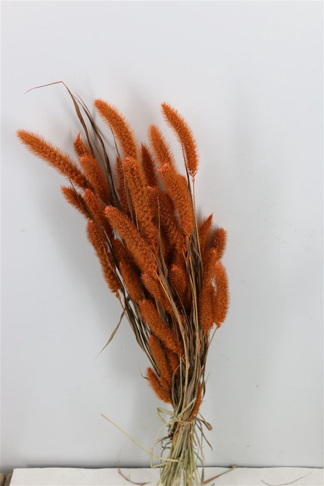 Dried Setaria Frosted Orange Bunch