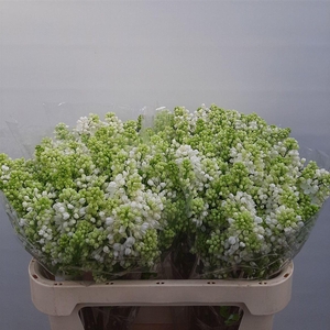 Syr V Mme Fl Stepman