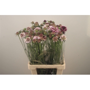 Scabiosa Marshmallow Scoop