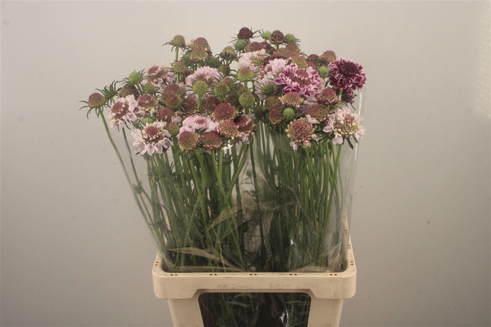 <h4>Scabiosa Marshmallow Scoop</h4>
