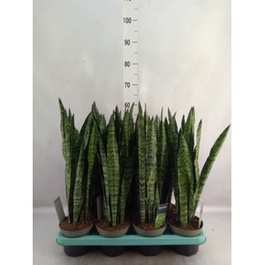 Sansevieria trifa.   ...