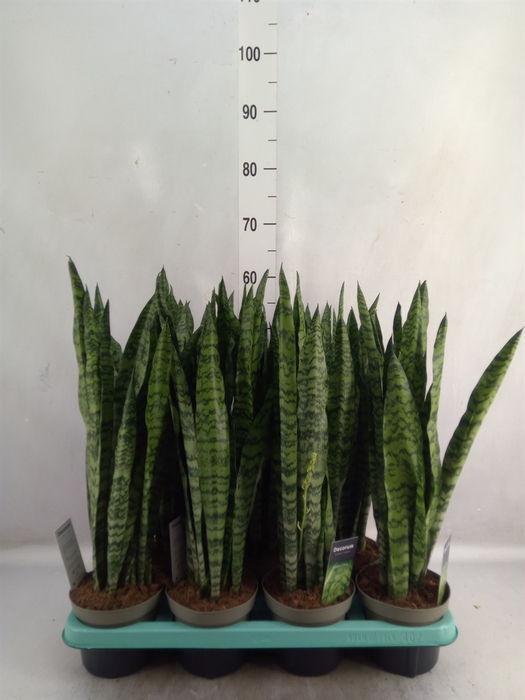 Sansevieria trifa.   ...