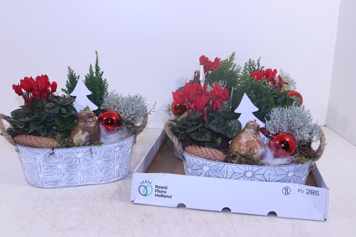 <h4>ARR HIPPEASTRUM</h4>