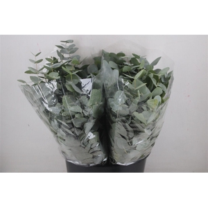 Euca Cinerea Short 150gr P Bunch