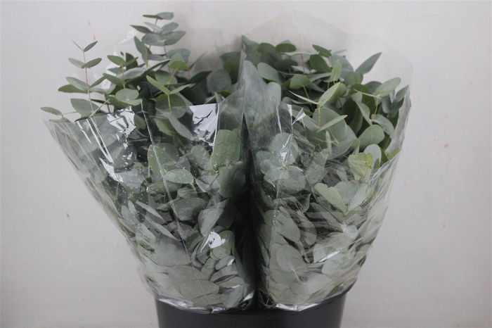 <h4>Euca Cinerea Short 150gr P Bunch</h4>
