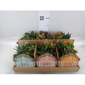 Arr.   Kamerplant Groen L%