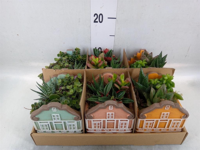 <h4>Arr.   Kamerplant Groen L%</h4>