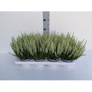 Calluna vulg. 'Beauty L Verenka'