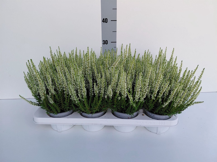 <h4>Calluna vulg. 'Beauty L Verenka'</h4>