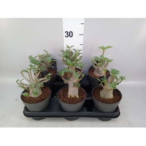 Adenium NB 'Ansu Baobab'