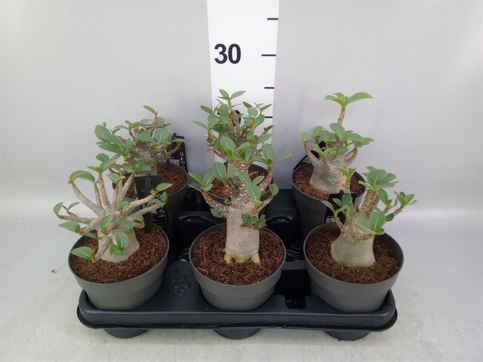 <h4>Adenium NB 'Ansu Baobab'</h4>