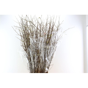 Chaenomeles X Superba 150cm