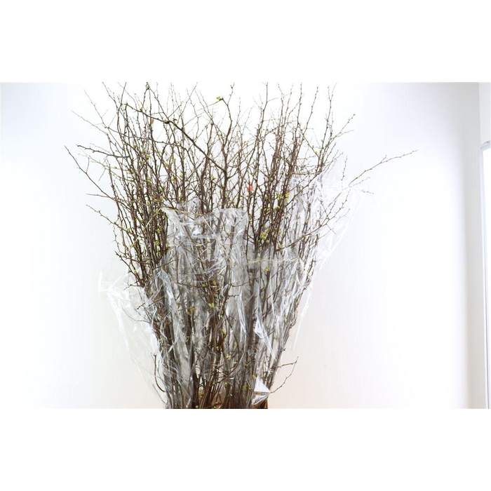<h4>Chaenomeles X Superba 150cm</h4>