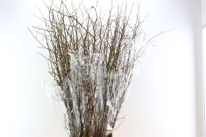 Chaenomeles X Superba 150cm