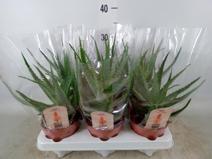 <h4>Aloe arborescens</h4>