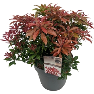 Pieris jap. 'Mountain Fire' sense