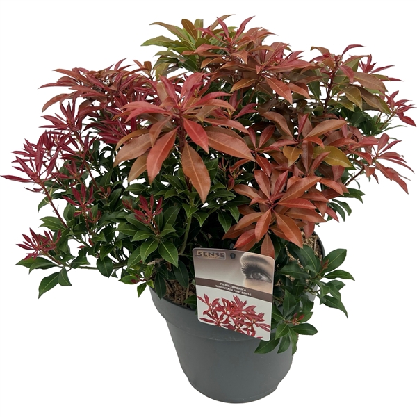 <h4>Pieris jap. 'Mountain Fire' sense</h4>