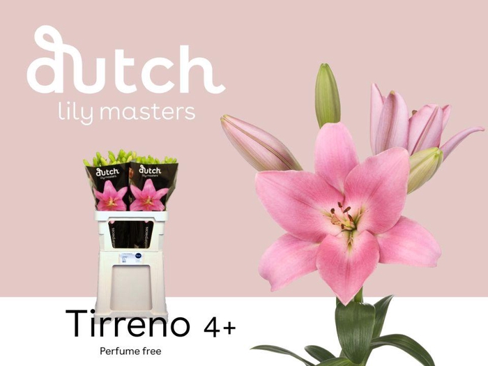 <h4>LI LA TIRRENO</h4>