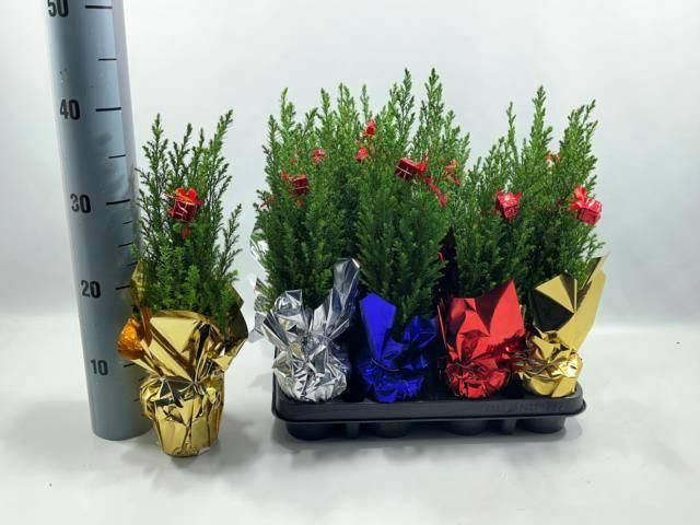 <h4>CHAM L ELLWOODII</h4>