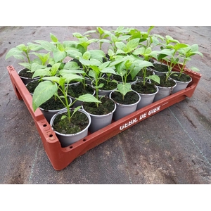 de Gier Groenteplanten 290 Paprika punt rood - 24 planten