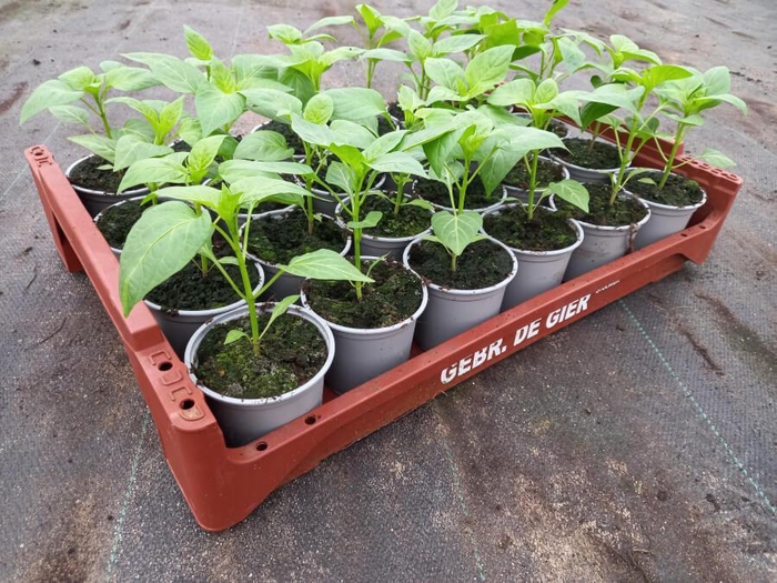<h4>de Gier Groenteplanten 290 Paprika punt rood - 24 planten</h4>