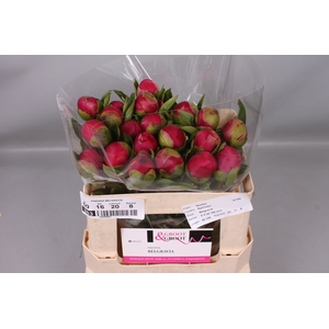 Paeonia Belgravia | Heavy Quality